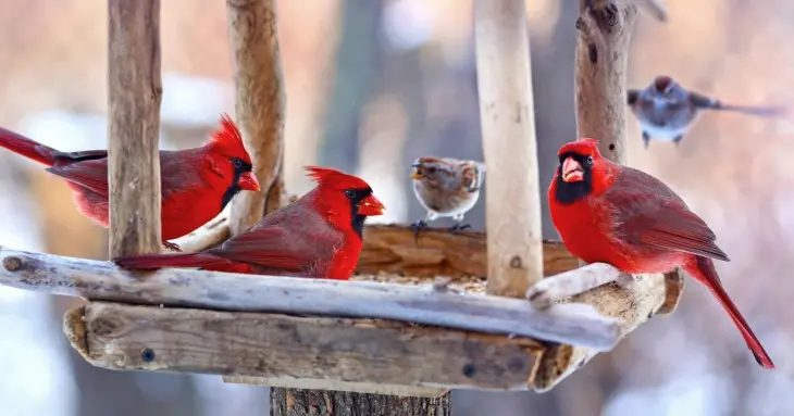 Welcome Spring with These Super Cute Homemade Bird Feeders (and Birdhouses)